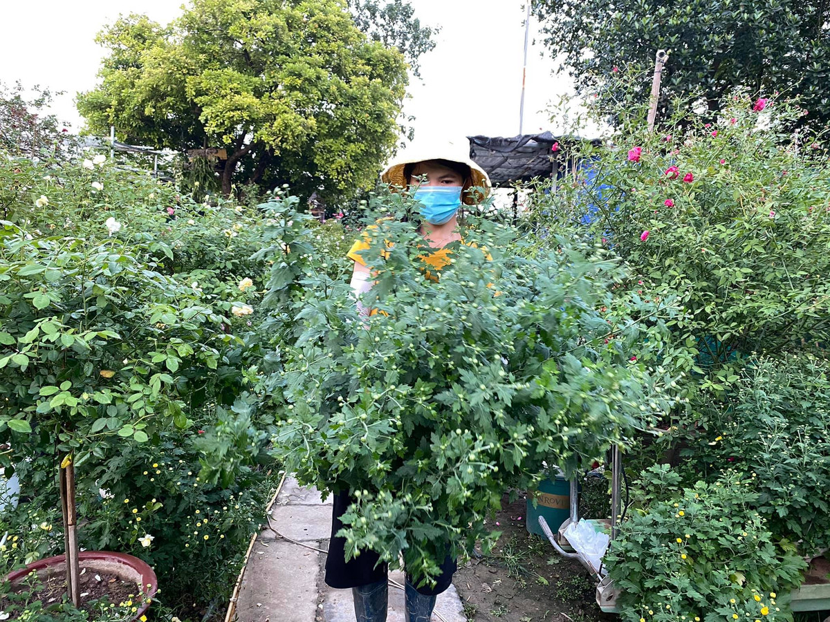 Loai cuc hoa mi dac biet: Choi 2 thang moi tan, 1 trieu dong/chau-Hinh-7