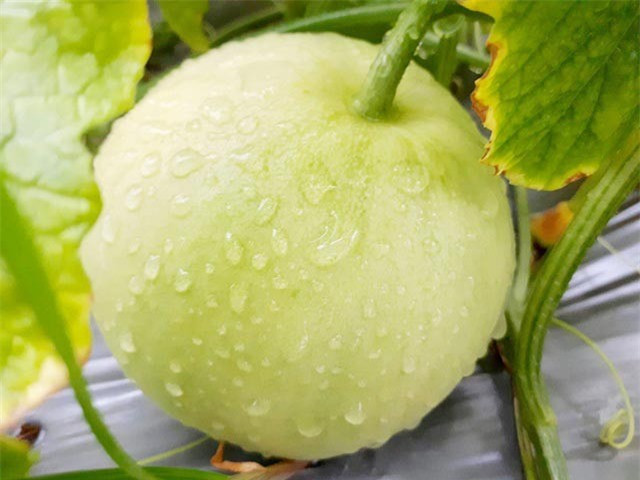 Dưa lê mát, bổ, chữa nhiều bệnh nhưng lưu ý những "đại kỵ" khi ăn ảnh 3 Dưa lê mát, bổ, chữa nhiều bệnh nhưng lưu ý những "đại kỵ" khi ăn ảnh 3