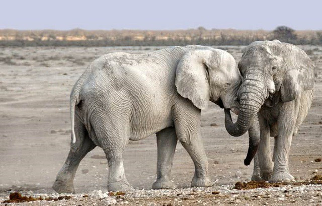 Top nhung loai dong vat co tieng keu ‘khung’ nhat the gioi tu nhien-Hinh-5