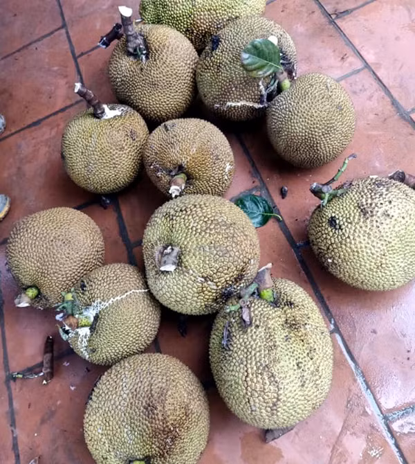 Cuoi tuan tim mua mit que, 