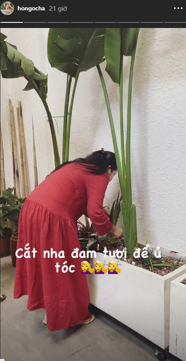 Nha đam chính là một trong những loại thảo được được Hồ Ngọc Hà lựa chọn. Người đẹp tự trồng nha đam trong nhà và dùng nhựa của loại cây này để ủ tóc.