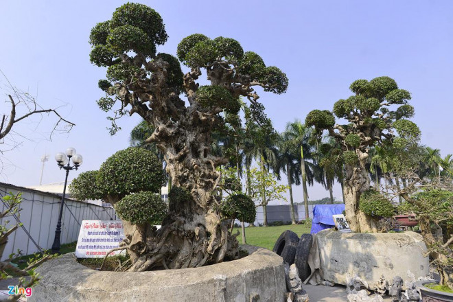Choang vang cay duoi tinh mau tu co gia tren troi
