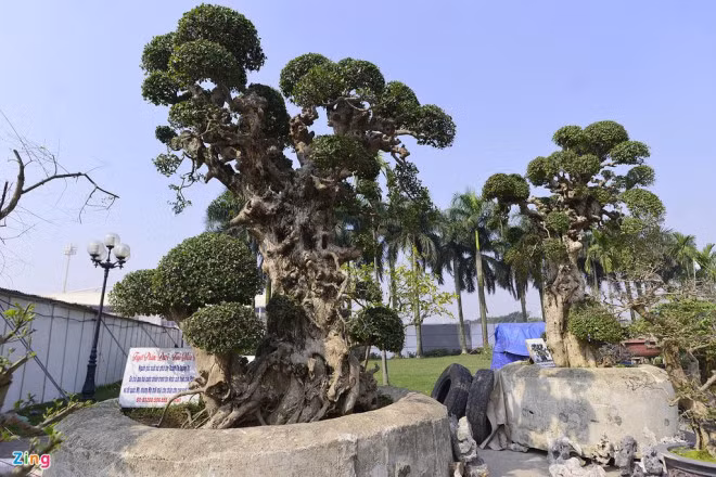 Choang vang cay duoi tinh mau tu co gia tren troi