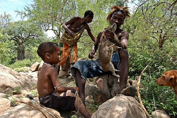 Những người đàn ông Hadza luôn đi săn một mình. Sáng sớm, họ trèo lên ngọn cây để tìm thú. Một cậu bé khi mới 10 tuổi đã có thể tự cầm cây cung đi săn những con thỏ, sóc, chim… 80% lượng thức ăn của họ là từ rễ cây, hoa quả, 20% còn lại là từ thịt thú rừng và mật ong. 