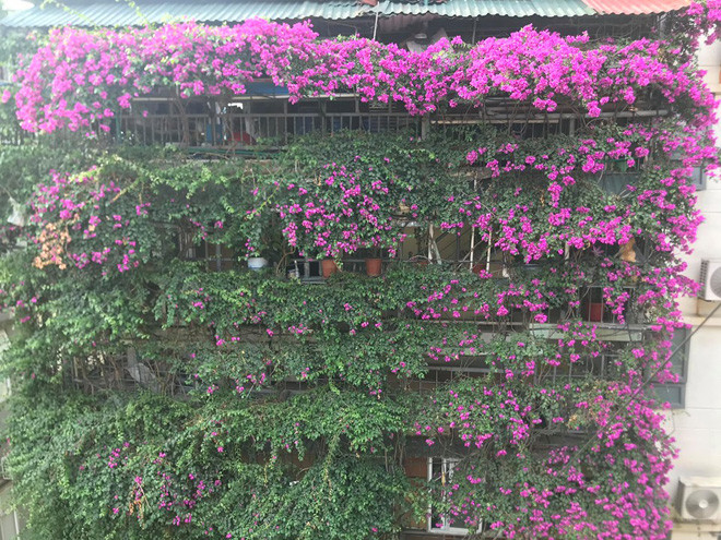 Không chỉ giúp tránh nắng, 2 cây hoa giấy cổ thụ nhà ông Tầng còn giúp điều tiết không khí trong nhà. “Nhờ có 2 cây hoa giấy, nhà tôi ít bụi hẳn, trong nhà lại mát mẻ. Vào mùa hè, gia đình ít khi phải sử dụng điều hoà, lại không có muỗi”.