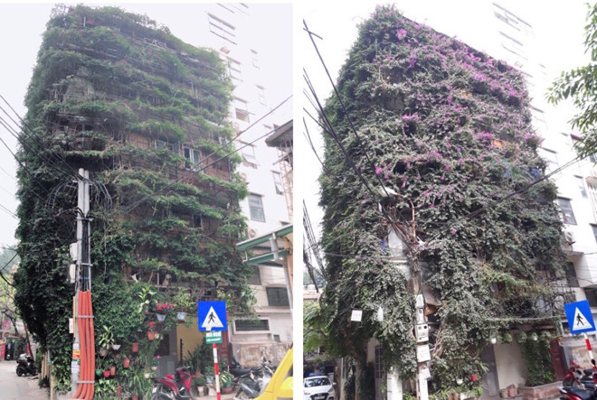 Toàn cảnh ngôi nhà 5 tầng phủ kín hoa giấy.