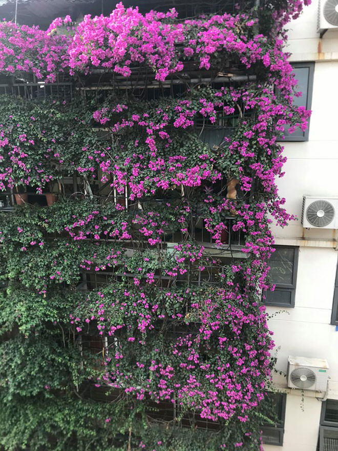 Chia sẻ về thành công khi trồng cây hoa giấy phủ kín toàn bộ 2 mặt tiền của ngôi nhà, ông Tầng vui vẻ nói: “Hoa giấy có nhiều loại, việc chọn giống cũng rất quan trọng, muốn trồng hoa giấy leo tốt nên chọn loại có nhiều gai và to, ngọn cây phải mập bằng ngón tay út, khi sờ vào thân cây chúng ta cảm giác có độ dính”.