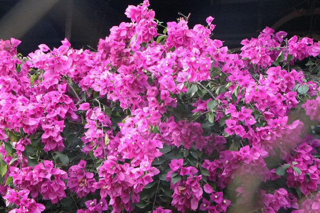 Những bông khoa giấy khoe sắc