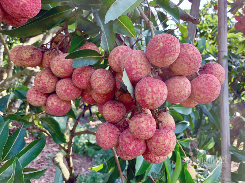 Mot gio san hang gom dac san Tet tu Bac toi Nam-Hinh-2