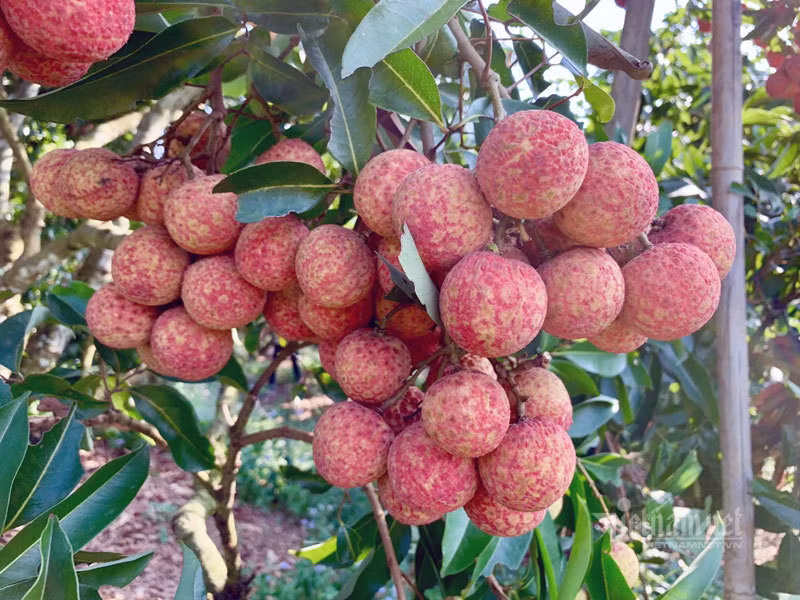 Mot gio san hang gom dac san Tet tu Bac toi Nam-Hinh-2