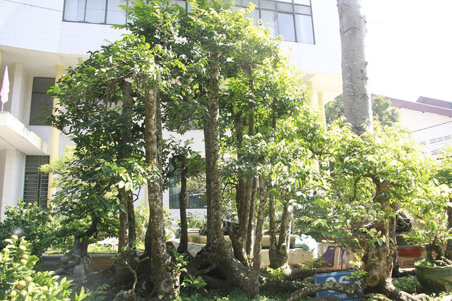 Cay khe “ky quai” do so toi 19 than, 300 trieu chua ban-Hinh-2