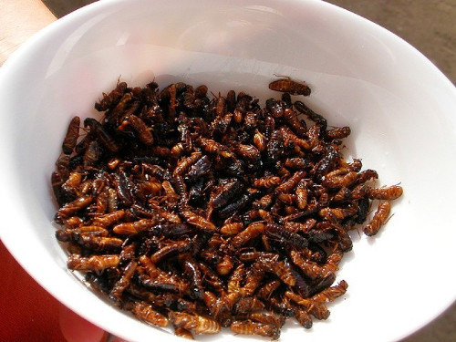 Mối. Món ăn từ mối rất được ưa chuộng ở Indonesia và Châu Phi. Món ăn từ mối có thể kết hợp được với nhiều gia vị khác nhau. Nhiều người cho rằng món ăn từ mối có hương vị rất hấp dẫn và giàu dinh dưỡng.