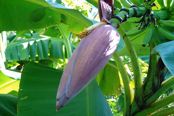 Bắp chuối điều trị nhiễm trùng. Chất ethanol trong bắp chuối có tác dụng điều trị nhiễm trùng, ức chế sự tăng trưởng của vi khuẩn gây bệnh. Bắp chuối cũng giúp chữa lành vết thương. Theo một nghiên cứu, chiết xuất ethanol từ bắp chuối có thể hạn chế sự phát triển của ký sinh trùng sốt rét.