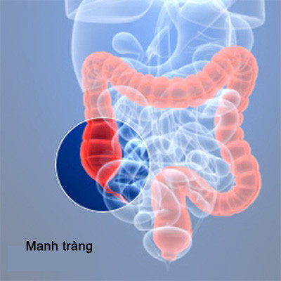 Manh tràng. Là một phần của bộ máy tiêu hóa. Với động vật ăn cỏ, nó có tác dụng như một túi đựng thức ăn để giúp lên men trong một thời gian ngắn trước khi chuyển hóa thành các chất cơ thể có thể hấp thụ được. Tuy nhiên, đối với cơ thể người, không có bộ phận này cũng không ảnh hưởng gì cả vì nó không cần thiết cho sự sống con người.