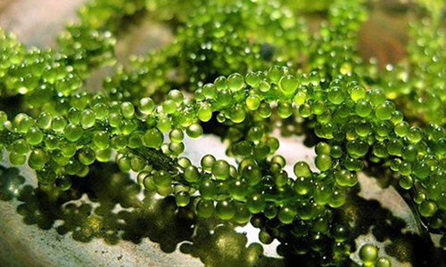 4. Không hiểu rõ về những thực phẩm chứa mỡ có hại và có lợi. Sai lầm lớn của các bà mẹ khi chế biến đồ ăn cho trẻ chính là việc không hiểu rõ tác dụng của những loại thực phẩm như cá và rong biển. Trong những loại thực phẩm này có chứa hàm lượng Omega 3 có tác dụng tăng cao sức đề kháng, giảm thiểu các căn bệnh viêm nhiễm, hỗ trợ hệ tuần hoàm hoạt động tốt hơn và làm giảm lượng cholesteron trong máu.