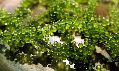 4. Không hiểu rõ về những thực phẩm chứa mỡ có hại và có lợi. Sai lầm lớn của các bà mẹ khi chế biến đồ ăn cho trẻ chính là việc không hiểu rõ tác dụng của những loại thực phẩm như cá và rong biển. Trong những loại thực phẩm này có chứa hàm lượng Omega 3 có tác dụng tăng cao sức đề kháng, giảm thiểu các căn bệnh viêm nhiễm, hỗ trợ hệ tuần hoàm hoạt động tốt hơn và làm giảm lượng cholesteron trong máu.