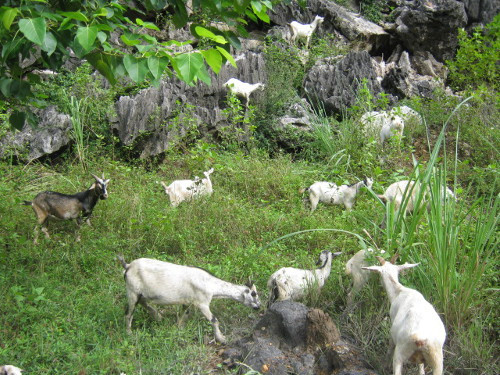 Sơn Dương Tùng. Người ta làm thịt 14 con dê núi tuổi chưa quá hai tháng, cạo lông, loại tim gan phèo phổi rồi cho mỗi con vào một thùng gỗ ngâm với rượu quí và nước gừng trong một ngày. Ngày thứ hai ngâm chúng trong sữa tươi và nước sâm nhung. Ngày thứ ba dùng dùi vàng xuyên thủng qua gương sen và cuống hoa quỳ để cắm hoa vào mình sơn dương. Tiếp tục ngâm nhu vậy đến ngày thứ 10 thì tự nhiên trong các đóa hoa tự nhiên xuất hiện lúc nhúc những con dòi trắng nõn. Ðầu bếp lấy dòi ấy chế biến thành món sơn dương trùng.