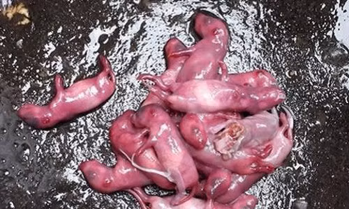 Sâm Thử. Đây là một loài chuột được nuôi bằng sâm. Chuột mới mang thai đem nuôi trong lồng kính cho ăn toàn sâm thượng hảo hạng và uống nước suối, đến khi đẻ ra con thì lấy những con đó nuôi riêng cũng theo cách thức đó để cho sinh ra một lớp chuột mới, cứ nuôi như thế đến đời thứ ba. Món ăn sẽ là con chuột bao tử chưa mở mắt, đỏ hon hỏn hãy còn cựa quậy. Khi ăn con chuột kêu chi chí, Hoàng đế Trung Hoa thong thả vừa nhai vừa suy nghĩ như thể muốn kéo dài cái thú ăn tuyệt.