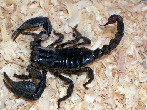 Bọ cạp. Bọ cạp là món ăn truyền thống của Trung Quốc. Bọ cạp chiên được bầy bán ở các quầy hàng nhỏ ven đường. Mùi vị bọ cạp chiên không khác nhiều so với các món chiên khác. Ở một số nước phương Tây, bọ cạp còn xuất hiện trong món sô cô la.