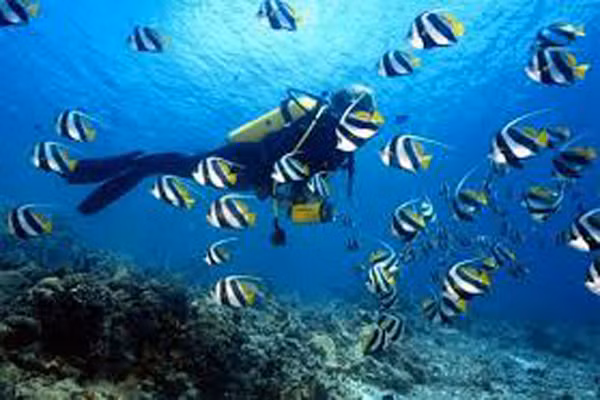 Không hiểu quy tắc lặn. Những chấn thương lặn nghiêm trọng nhất không phải là thoát khỏi cá mập mà chấn thương do áp lực. Trong những trường hợp tổn thương tai trong nghiêm trọng, bạn có thể cần phẫu thuật