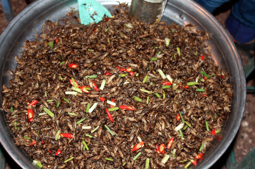 Bọ cánh cứng. Loài côn trùng này là món ăn nhẹ phổ biến ở Châu Phi. Cứ 100g bọ cánh cứng thì có chứa 17.2g protein.