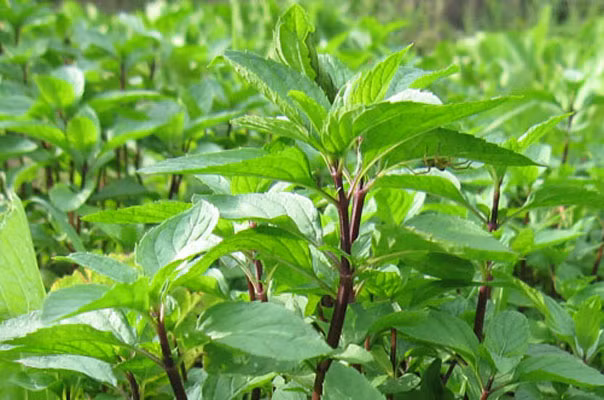 Giảm đau do viêm họng bằng húng quế. Loại lá thơm này có công dụng rất tốt nếu bạn nhai vài búp vào mỗi buổi sáng. Bạn cũng có thể uống trà húng. Làm liên tiếp trong 2 đến 3 ngày, họng sẽ khỏi.