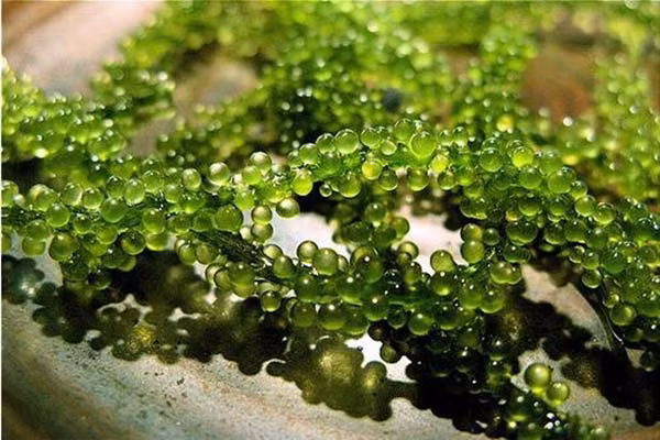 Rong biển đánh tan quầng thâm mắt. Khi xuất hiện quầng thâm , hãy bổ sung lượng sắt thích hợp có thể thúc đẩy sự gia tăng huyết sắc tố, từ đó nâng cao khả năng vận chuyển oxy và chất dinh dưỡng trong cơ thể. Rong biển chứa nhiều sắt, bạn nên thường xuyên ăn rong biển có thể làm giảm nỗi lo về quầng thâm, nhất là ở quanh mắt.