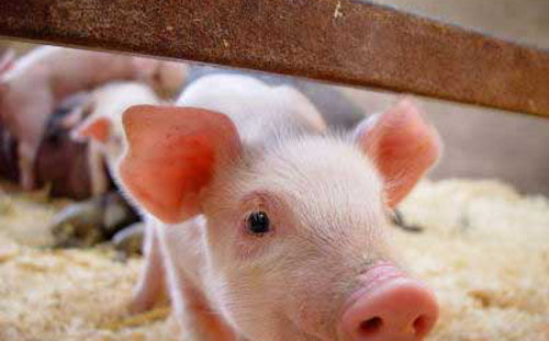 Trư Vương. Đây là một giống lợn quý. Để làm món ăn này, người ta không chọc tiết cũng không nhúng nước sôi để cạo lông mà đập chết rồi thui cho cháy lông. Bỏ hết ruột gan tỳ phế thận, thịt heo được cắt thành từng lát mỏng ướp với các dược phẩm trân quí trong 3 ngày liền trước khi chưng cách thủy. Lúc đem ra ăn thịt heo thơm ngon vô cùng, xương lại mềm.