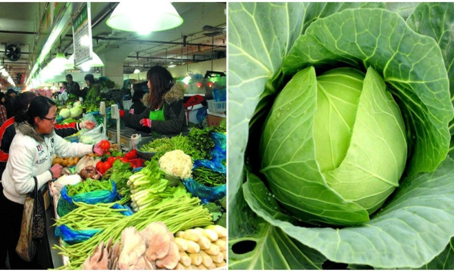 Ca chua, bap cai the nay can vut ngay neu khong muon ruoc benh-Hinh-2