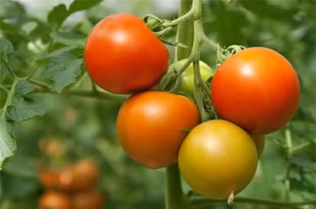 Lanh nhu ca chua, an sai cach cung thanh “doc duoc”