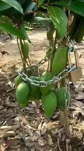 Cứ mỗi mùa hè về là những cây xoài lại trở thành tâm điểm bị nhiều nhóm "xoài tặc" nhòm ngó và đây cũng là thời điểm để cho những thông điệp bảo vệ những cây xoài được đưa ra khiến ai đọc cũng phải ôm bụng cười.