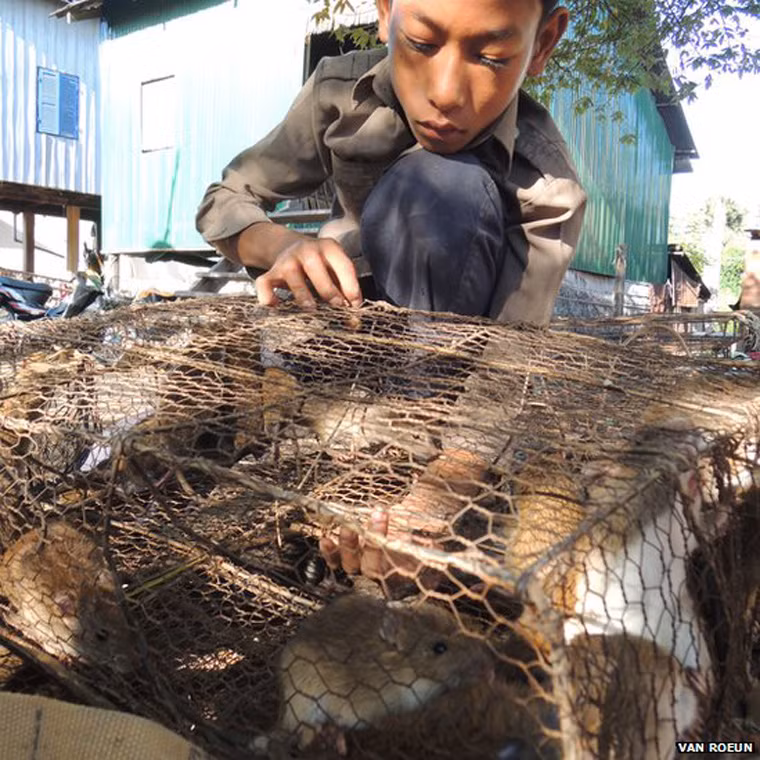 “Chuột đồng khác lắm. Chúng không ăn thức ăn như chuột thường đâu”, Chhim cho biết, nhấn mạnh sự khác nhau giữa chuột đồng và chuột thành thị - loại chuột được coi là không thích hợp để chế biến món ăn. “Chuột thường rất bẩn và ghẻ đầy mình. Đó là lý do chúng tôi không bắt chúng. Trong khi đó, chuột đồng chỉ ăn lúa, rau và thân cây dại”, Chhim nói.