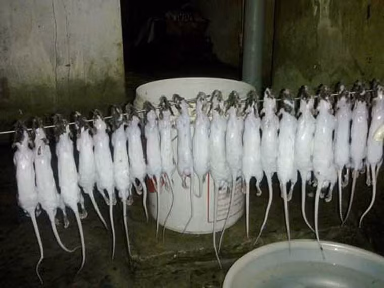 Vào cao điểm mùa bắt chuột, Saing Sambou – một người kinh doanh chuột 46 tuổi tại Campuchia xuất khẩu được tới 2 tấn loài gặm nhấp này sang Việt Nam mỗi sáng. Trong 15 năm qua, việc kinh doanh của bà đã tăng gần gấp 10 lần. Hồi đầu, thịt chuột chỉ được bán với giá 20 cent mỗi kg, giờ đã lên 2,5 USD, và nhu cầu thì tăng dần đều mỗi năm.