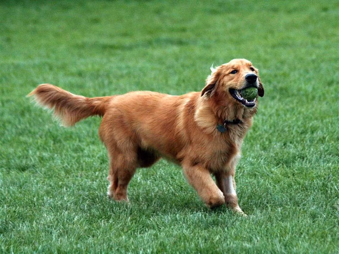 8. Chó Golden Retriever rất đáng yêu, trung thành và thân thiện. Chúng thà được ngủ dưới chân của bạn còn hơn chạy lăng xăng ra ngoài chơi mà không có bạn. Giống chó Golden Retiever cũng rất điềm đạm, đặc biệt là với trẻ nhỏ.