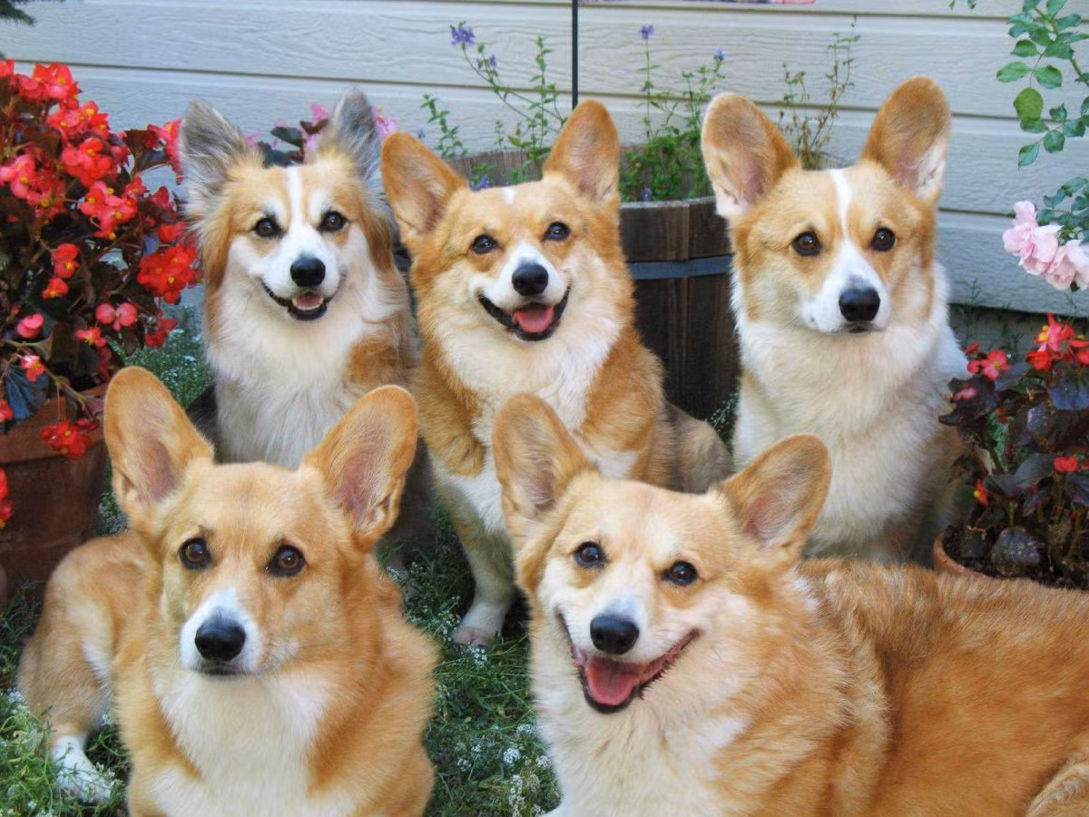 3. Giống chó Pembroke Welsh Corgis. Loài chó này có tính cách vui tươi và dễ mến. Mặc dù có thể nhút nhát với người lạ nhưng chúng lại rất tốt với trẻ em và luôn muốn làm hài lòng các chủ sở hữu của chúng.