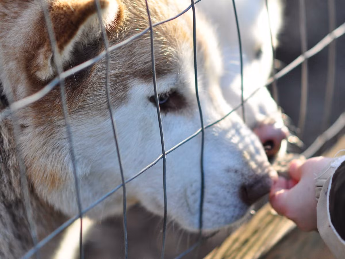 7. Chó Huskies. Đây là loài động vật tuyệt đẹp, với bộ lông dày và đôi mắt sắc. Huskies là những con chó tốt bụng, đặc biệt rất tình cảm với trẻ em.