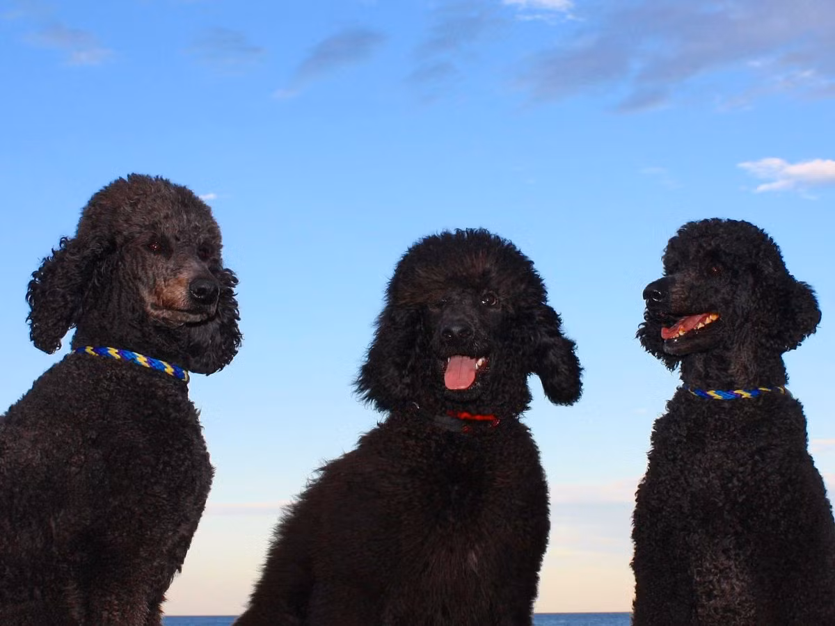 6. Poodles là giống chó xù dễ dàng huấn luyện vì chúng rất thông minh, nhanh nhẹn, vui vẻ, tình cảm và trung thành. Khi bảo vệ gia đình chủ, Poodles có thể trở nên hung dữ với người ngoài.