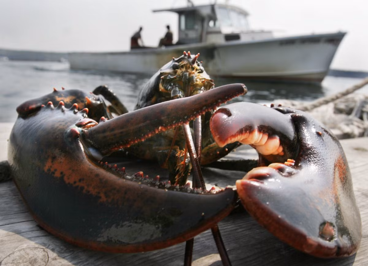Tôm hùm Mỹ (Homarus americanus) hay còn gọi là tôm hùm Maine, có hai “móng vuốt” khổng lồ phía trước chứa rất nhiều thịt. Loài tôm này xuất hiện nhiều nhất ở Vịnh Maine, nổi tiếng với bờ đá và bến cảng ấm cúng, tạo cho các sinh vật nước lạnh nhiều điểm để đào hang và trú ẩn. Phần lớn tôm hùm ở Maine bị bắt từ cuối tháng 6 đến cuối tháng 12.