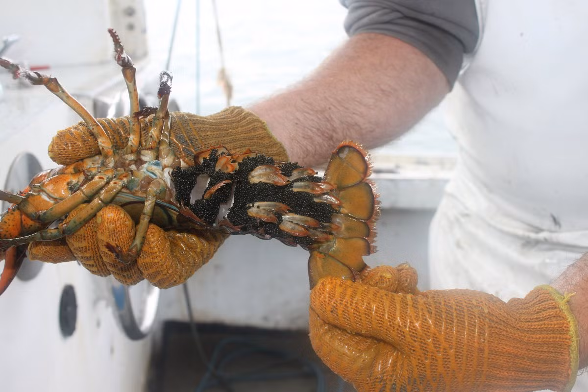 Họ cũng được học cách phân biệt giữa tôm đực và tôm cái để tránh khai thác nhầm những con tôm còn sinh sản.