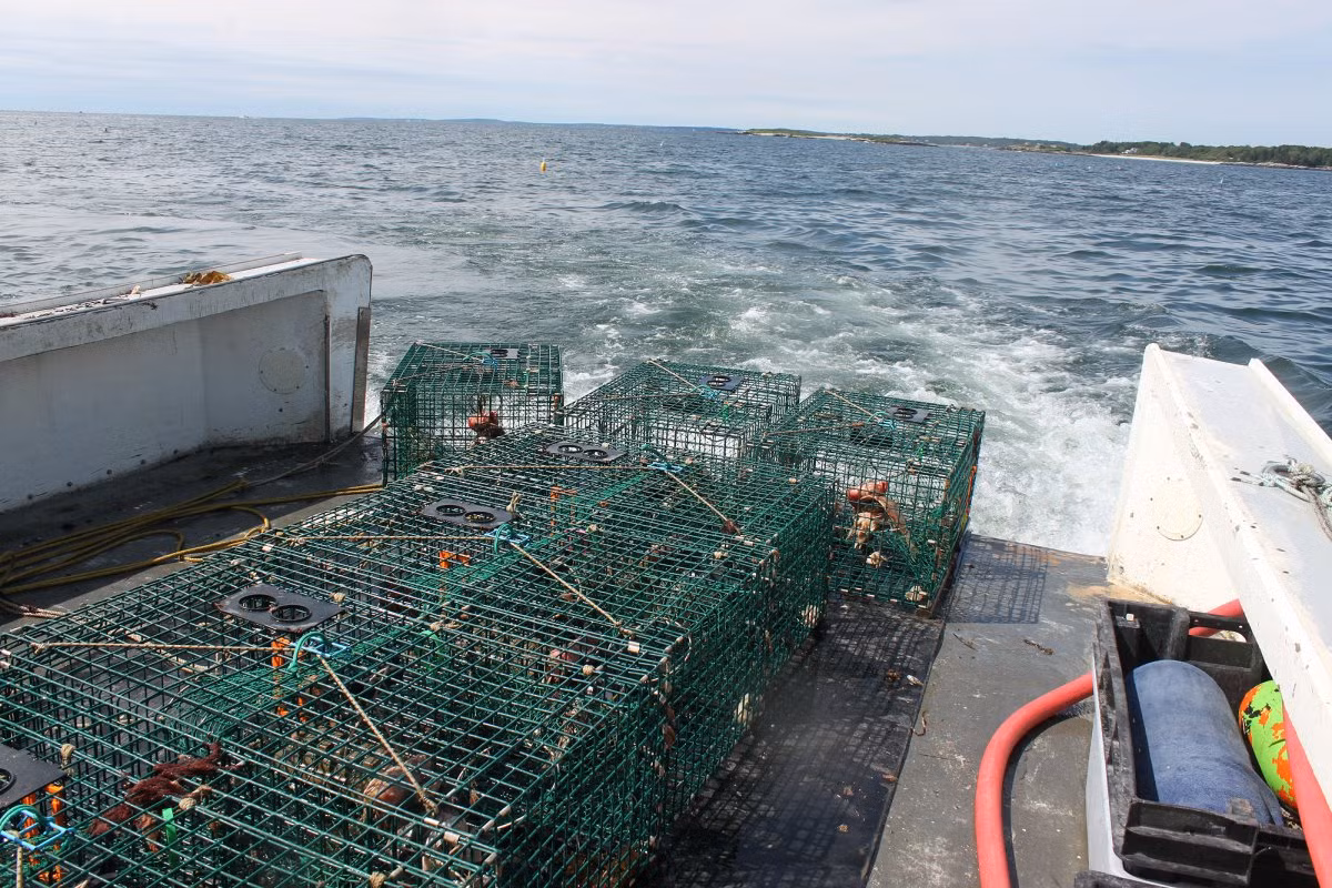 Những chiếc lồng bẫy tôm được thả xuống biển sẽ được vớt lên vào ngày hôm sau với đầy tôm cá.