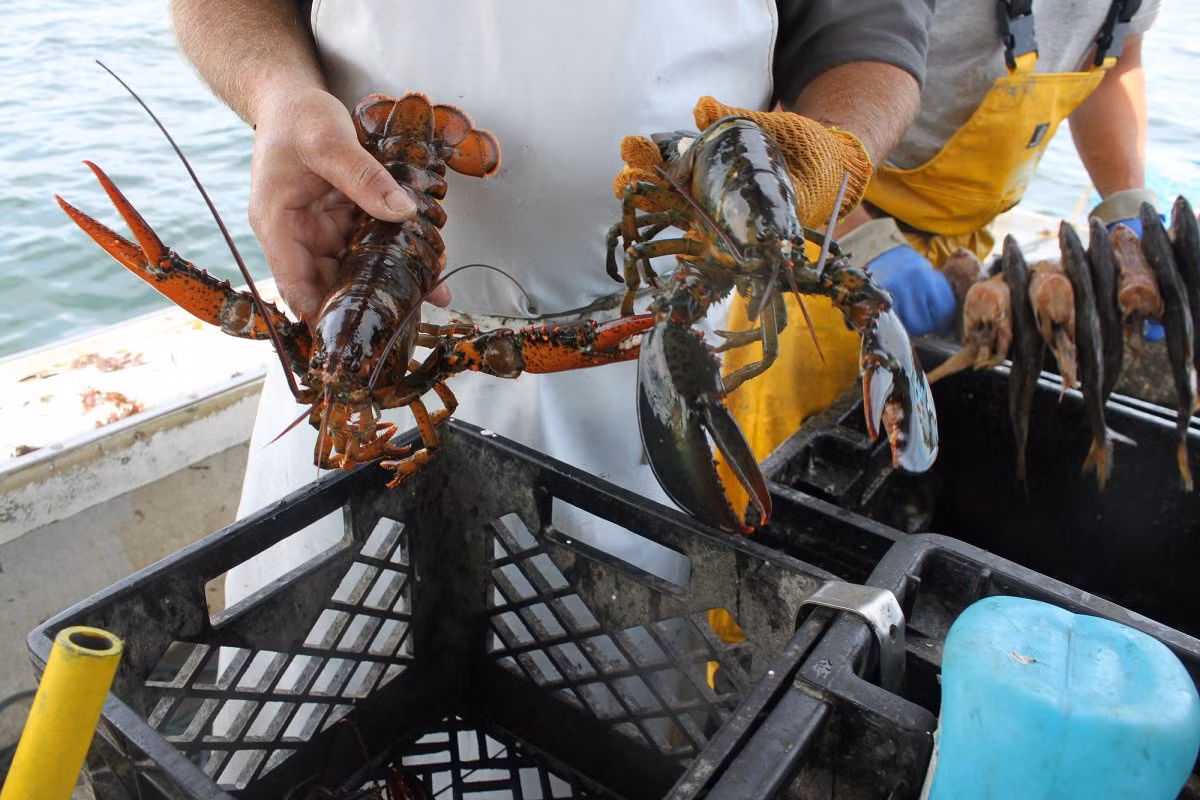 Các ngư dân Maine thường thích đánh bắt tôm hùm vỏ mềm từ giữa tháng 7 đến tháng 10, thời điểm tôm hùm đang hoạt động và lột xác. Đa phần khách hàng đều thích tôm hùm vỏ mềm bởi lớp vỏ của chúng sẽ dễ bóc hơn và thịt được cho là mềm và ngọt hơn so với thịt từ một con tôm hùm vỏ cứng. Tuy nhiên, chúng lại không có giá trị cao với đại lý kinh doanh bởi chúng quá mong manh để vận chuyển.