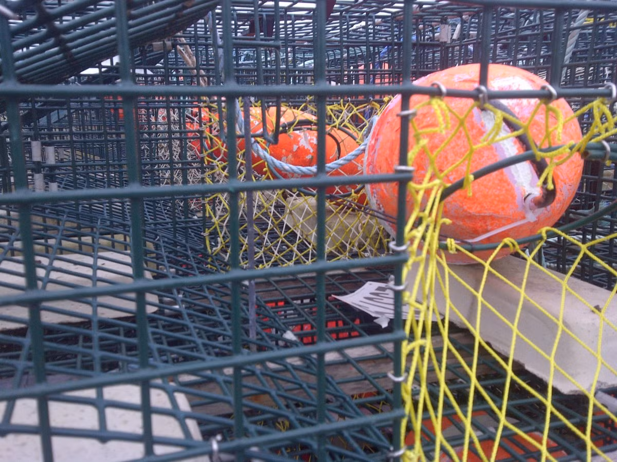 Những chiếc bẫy được kết nối với nhau bằng một dây thừng. Thông thường sẽ có 8 bẫy trong được đặt cùng 1 nơi, kèm theo đó là một cái phao với một màu duy nhất để dễ nhận biết. Màu sắc phao của ông Craig là cam, vàng và trắng. Màu sắc phao cũng được quy định theo giấy phép đăng ký.