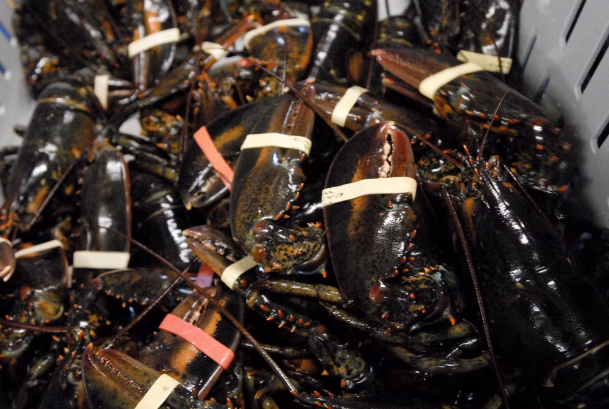 Những người đánh bắt tôm hùm đều phải tuân thủ quy định khai thác hải sản. Theo đó, những con tôm chưa đủ kích thước trưởng thành hoặc tôm cái đang mang trứng dưới đuôi đều được thả trở lại vào đại dương để duy trì giống nòi.