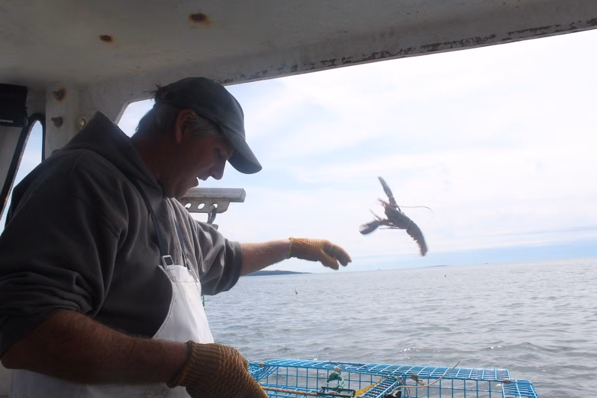 Những con tôm nhỏ và tôm cái có trứng đều được phóng sinh về biển cả.