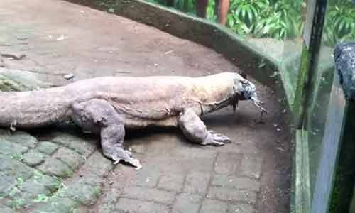 Con rồng Komodo dài 1,8m "nuốt tươi" con gà sống.