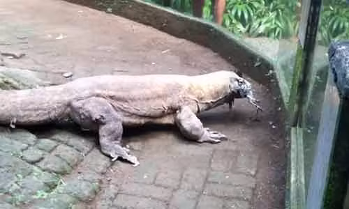 Con rồng Komodo dài 1,8m "nuốt tươi" con gà sống.