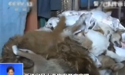 Những con chó bị giết bằng hóa chất độc hại.