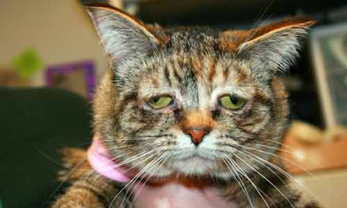 Tucker được gọi là con mèo buồn nhất thế giới với vẻ mặt u sầu.