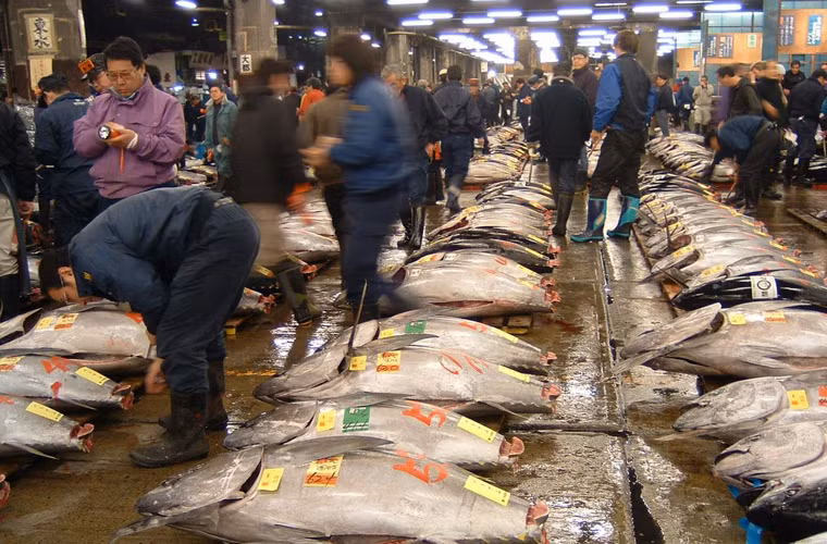 Ban đầu, Tsukiji chỉ là một khu tiếp nhận dịch vụ hải sản từ Osaka đem lên Edo (tên cũ của Tokyo). Mục đích chính là cung cấp thực phẩm hải sản cho “phủ Shogun: Tướng Quân” từ thế kỷ 17. Tuy nhiên, số hàng hải sản còn dư lại thì thường được các ngư dân đem bán cho cư dân quanh vùng. Sau đó, khu chợ này mở rộng quy mô theo dân số của Tokyo ngày một tăng dần và đông đúc hơn.