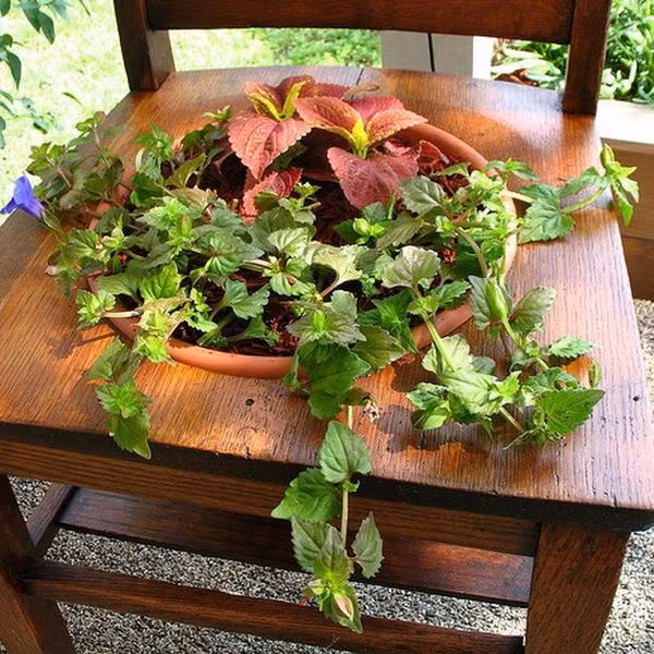 Với những chiếc ghế cũ này, bạn có thể đục một khoang tròn ở giữa để đặt một chậu chứa đất vào bên trong rồi trồng các loại cây hoa hoặc cả rau thơm.